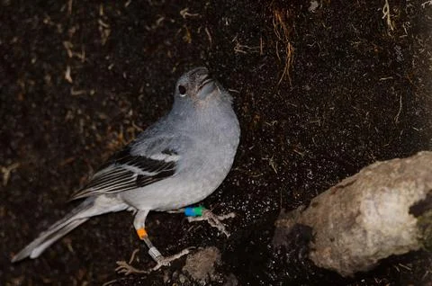 Gran Canaria blue chaffinch. Foto stock