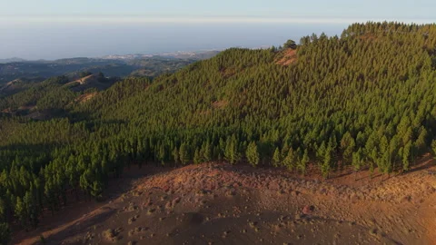 Gran Canaria pine trees forest at sunset Stock Footage 313383838