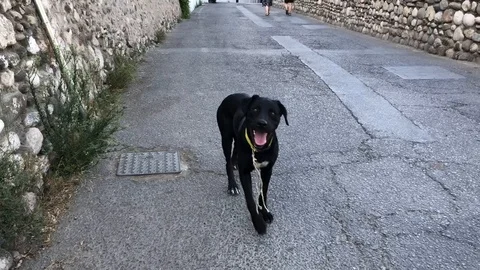 Granada dog Stock Footage 124159475