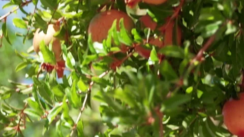 Granada Stock Footage 214746337