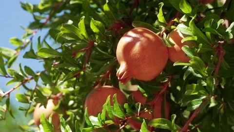 Granada Stock Footage 214746654