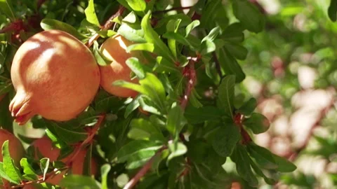 Granada Stock Footage 214747028