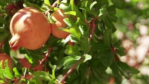 Granada Stock Footage 214747326