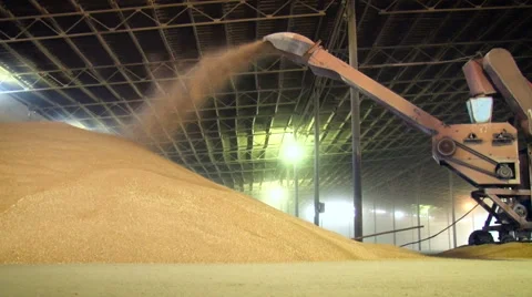 Granary. Storing Wheat. Working Machine Pouring Grains Into Huge Heap. Cereal Stock-Footage 68617881