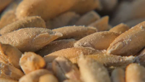 Granary weevils on damaged wheat seeds , macro , panning 库存影片 334619331
