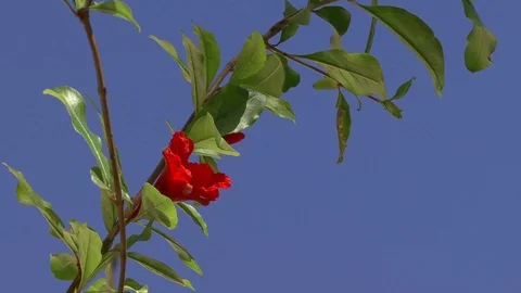 Granate flower pomegranate (Гранат цветок граната) Stock Footage