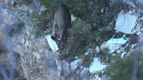 Grand Canyon deer eats plants on ledge Stock Footage 107231506