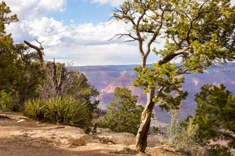 Grand Canyon Stock Photos