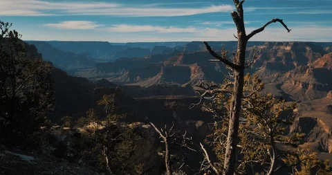 Grand Canyon with Tree in foreground Stock Footage 87613833