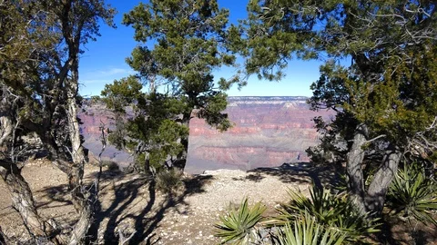 Grand Canyon trees frame view Stock Footage 107265234