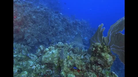 Grand Cayman Eagle Ray ascending Stock Footage 344462862