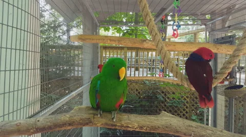 Grand Eclectus Parrot Stock-Footage 64956080