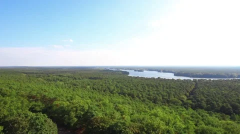 Grand forest on the lake Stock Footage 42011188