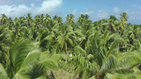 Grand l'Anse, Seychelles Stock Footage 150860535
