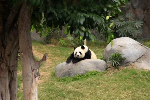 Grand panda bear Stock Photos