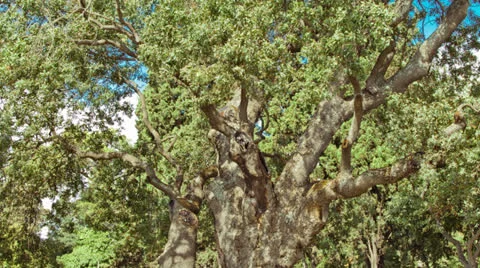 Grand Plane Tree Video stock 27106628