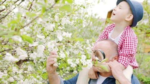 Granddad and boy are looking through a magnifying glass at cherry blossoms in Stock Footage 76656403