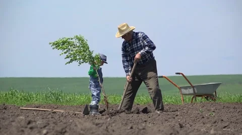 Grandfather and grandson plant a tree together, child bring the plant, man hoe Stock Footage