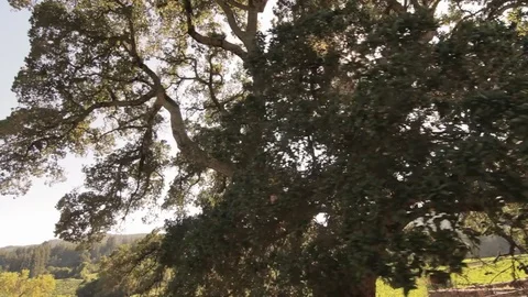 Grandfather Oak Tree Stock Footage 71125405