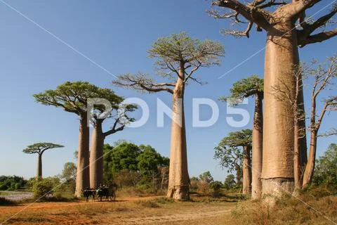 Grandidier’s baobabs in wilderness of Madagascar Stock Photos