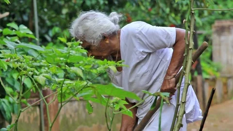 Grandma in Kitchen Garden Stock Footage 82391817