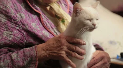 The Grandmother With A Cat On A Sofa Stock Footage 68520042