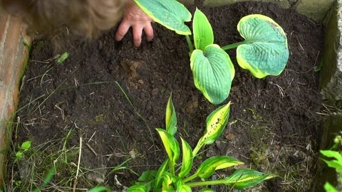 Grandmother working in her garden on sunny day Stock Footage