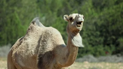 Grandpa camel Stock Footage 238627768