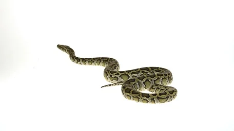 Granit Burmese Python or Python molurus bivittatus isolated on white background. Stock Footage 115216153