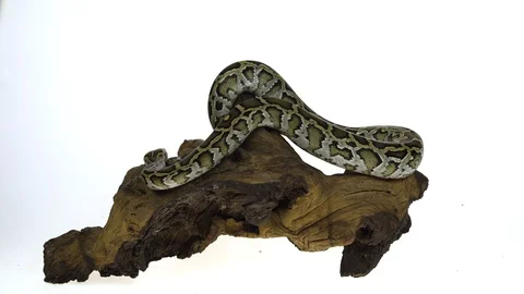 Granit Burmese Python or Python molurus bivittatus on wooden snag isolated in Stock Footage 115216778