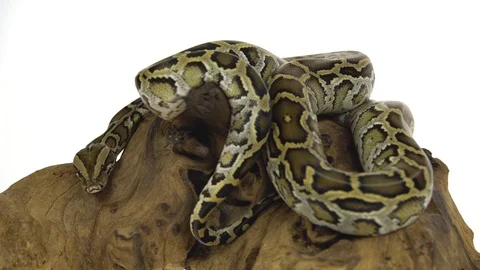 Granit Burmese Python or Python molurus bivittatus on wooden snag isolated in Stock Footage 115216949