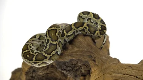 Granit Burmese Python or Python molurus bivittatus on wooden snag isolated in Stock Footage 115217260