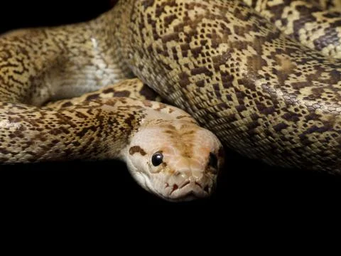 Granite Bermese Python Stock Photos