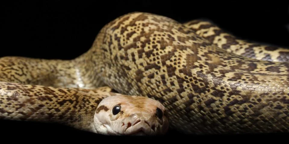 Granite Bermese Python Stockfoto's