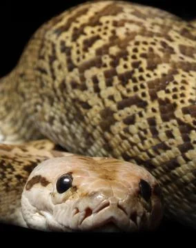 Granite Bermese Python Photos