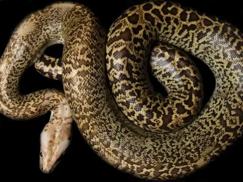 Granite Bermese Python Stockfoto's