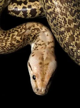 Granite Bermese Python Foto stock