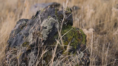 Granite Boulder Close Up with Dry Grass and Colorful Moss Stock Footage