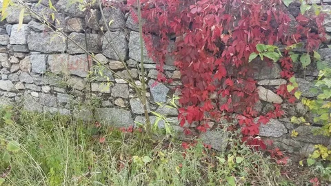 Granite dry stone wall with red and green vegetation Vídeos de archivo 97207099