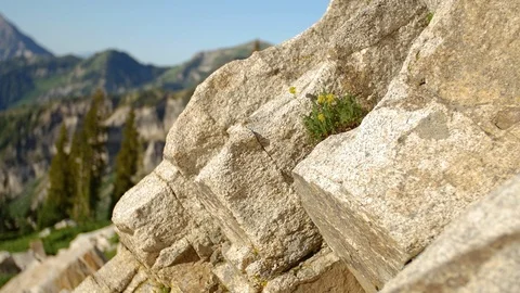 Granite with flowers Vídeos de archivo 103566193