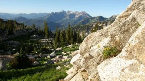 Granite mountain flowers Stock Footage 103566060