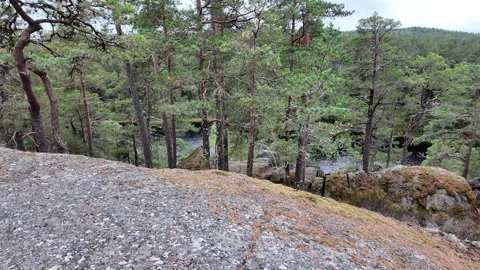 Granite Outcrop Surrounded by Pine Forest in Sweden Vidéo 347681929