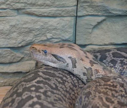 Granite python in terrarium Stockfoto's