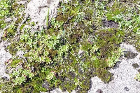 Granite rock with moss background. Background of stone surface. Textured proc Stock Photos