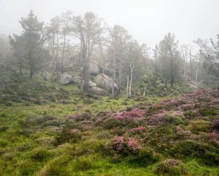 Granitic rocks between pine trees and purple flower heaths Stock Photos