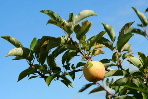 Granny smith apple on a tree Stock Photos