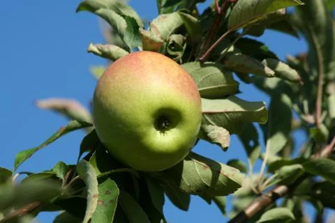 Granny smith apple on a tree Foto stock