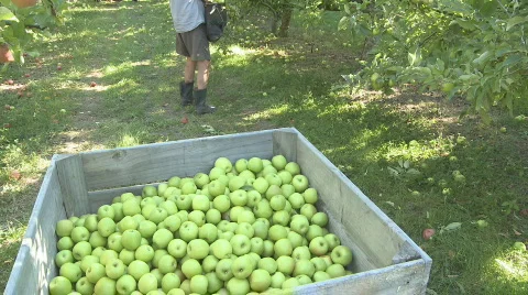 Granny smith apples placed into bin  Stock Footage 363124