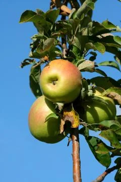 Granny smith apples on a tree Foto stock