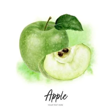 Granny Smith green apple with leaf composition watercolor hand drawn Stock Illustration